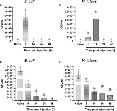 Insights Into the Immune Response of the Black Soldier Fly Larvae to Bacteria